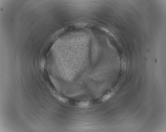 X0000076030574200610152050