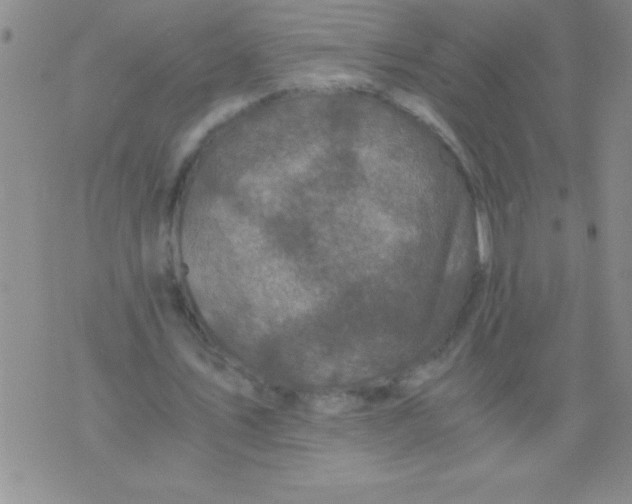 X0000076030579200610152049