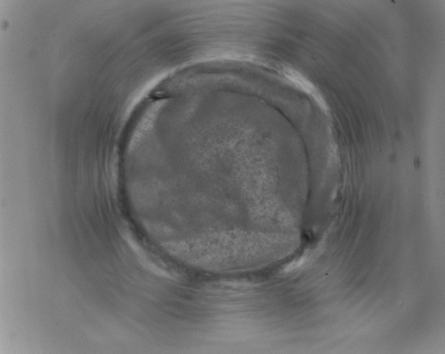 X0000076030580200610152049