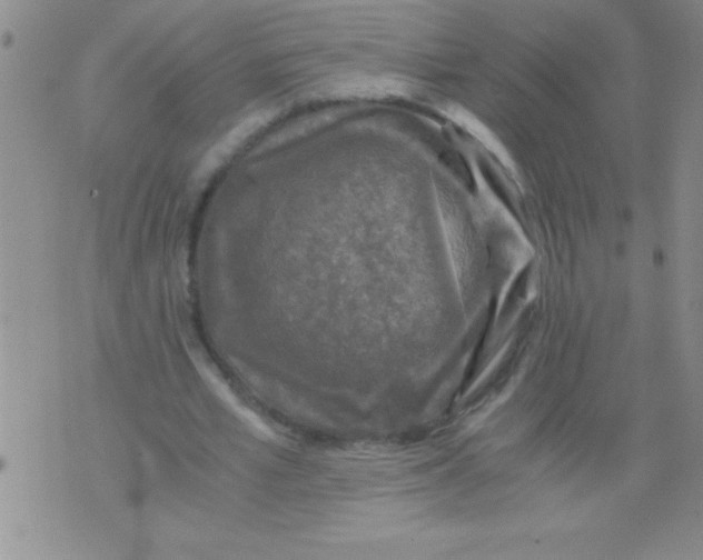 X0000076030581200610152049