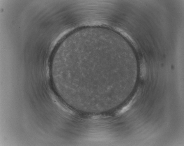 X0000076030584200610152049