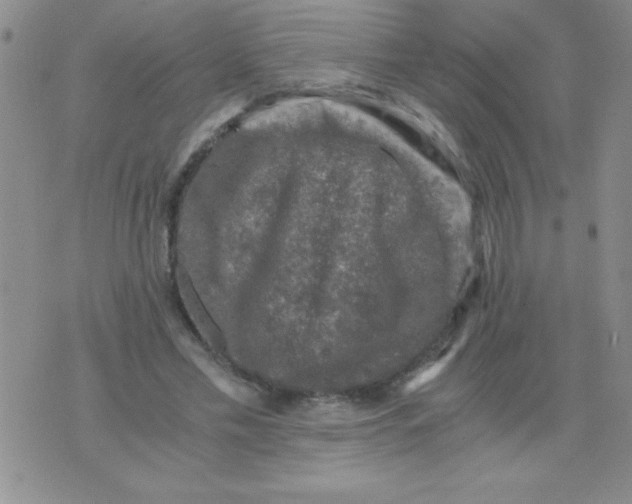 X0000076030589200610152049