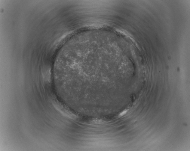 X0000076030596200610152049