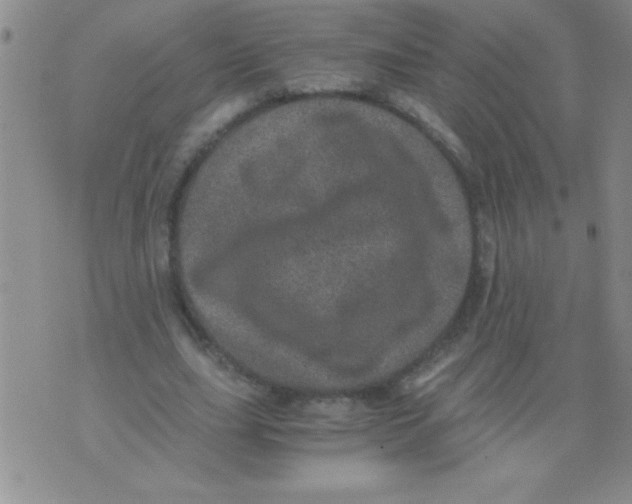 X0000076030631200610152048