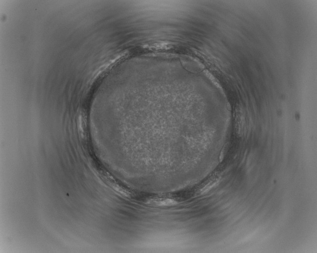 X0000076030747200610152047