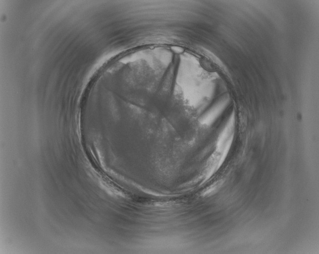 X0000076031035200610152042