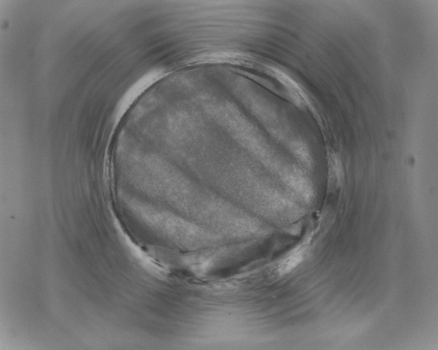 X0000076031050200610152042
