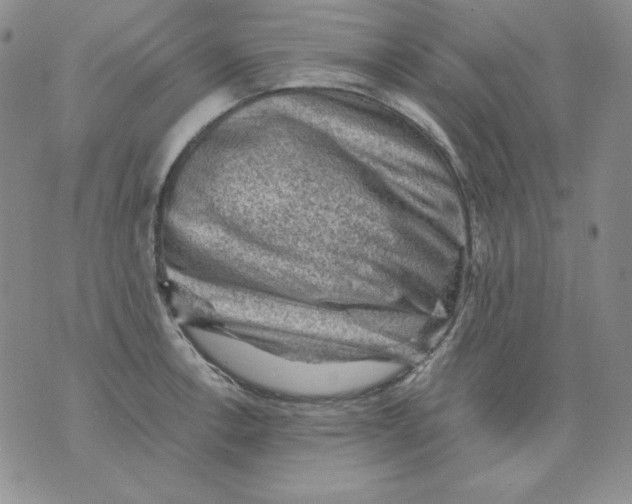 X0000076031138200610152041