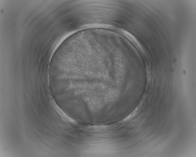 X0000076031244200610152039