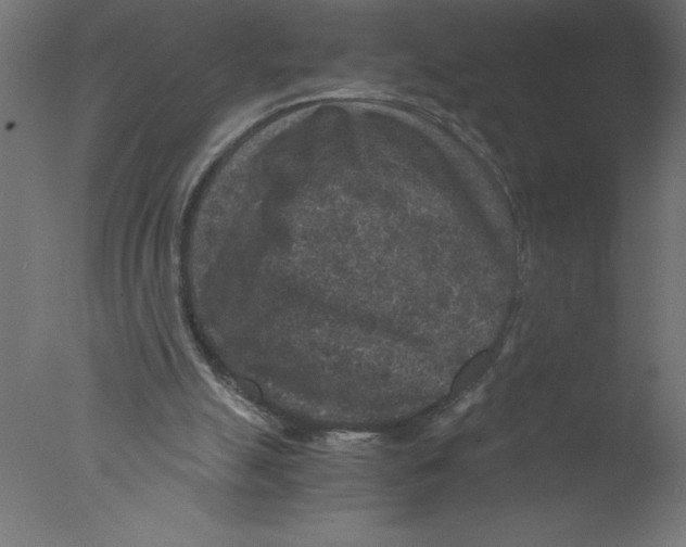 X0000076030055200610201838