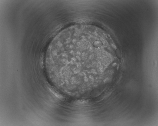 X0000076030065200610201838