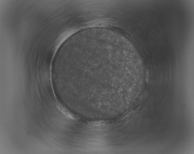 X0000076030100200610201838