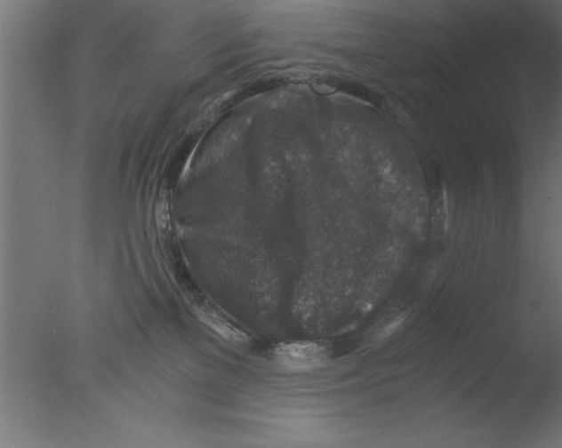 X0000076030137200610201837