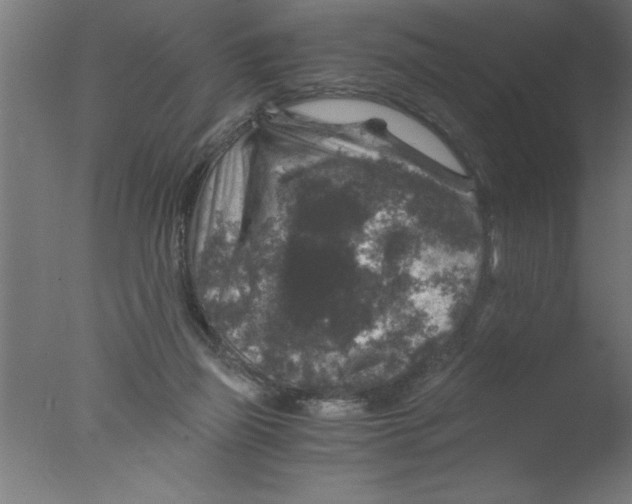 X0000076030165200610201836