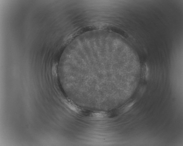 X0000076030286200610201835