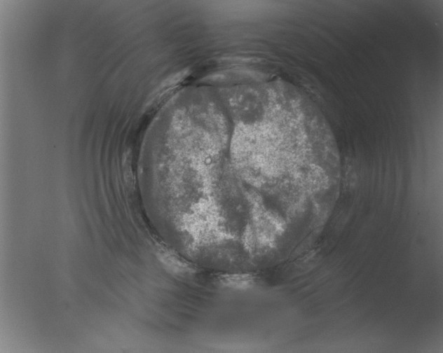 X0000076030377200610201833