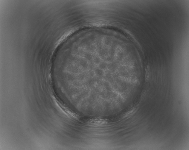 X0000076030443200610201831