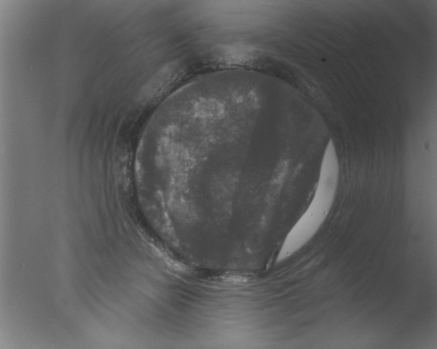 X0000076030462200610201832