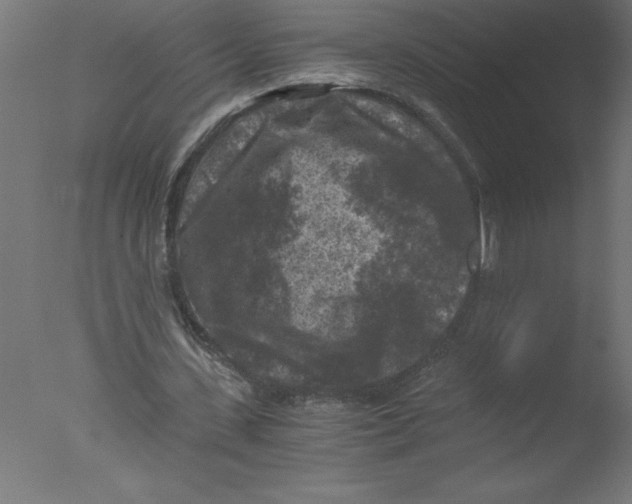 X0000076030531200610201829