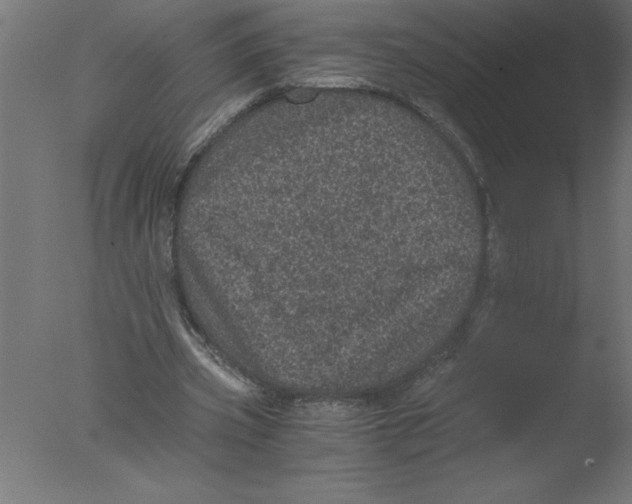 X0000076030533200610201829