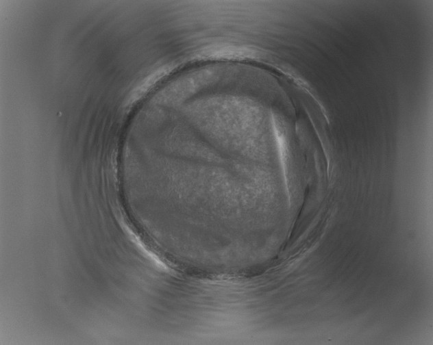 X0000076030581200610201829