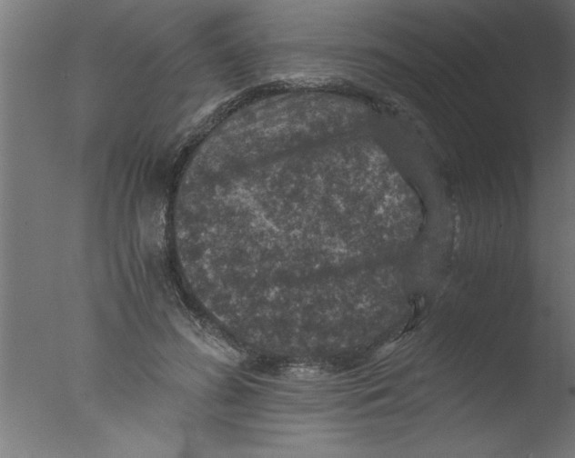 X0000076030596200610201829