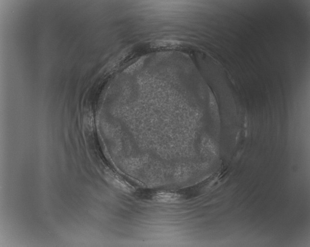 X0000076030617200610201829