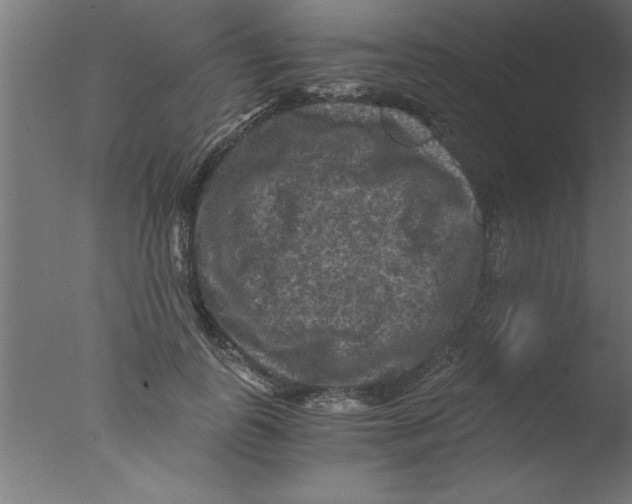 X0000076030747200610201827