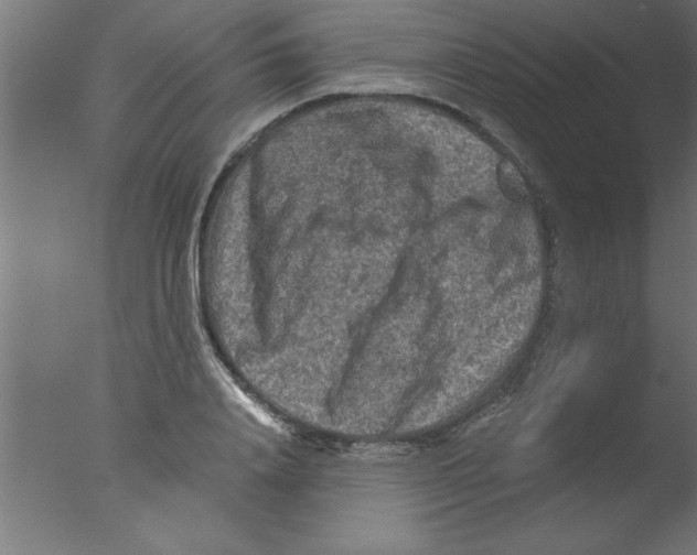 X0000076030840200610201825