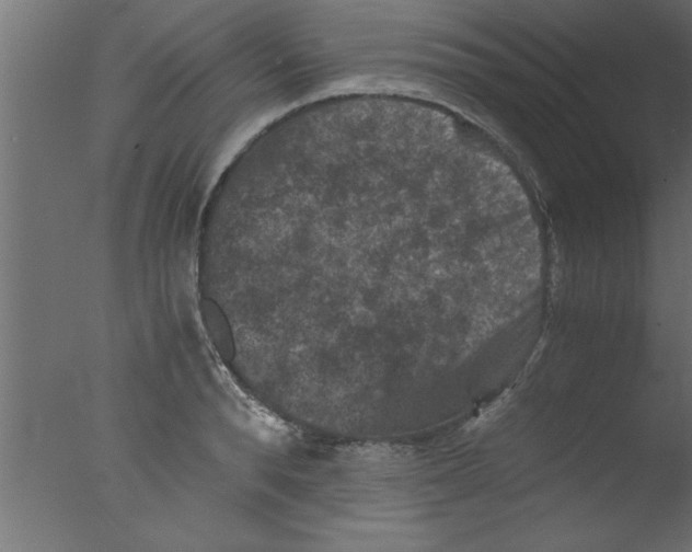 X0000076030896200610201824