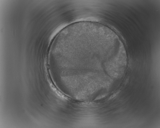 X0000076030952200610201823