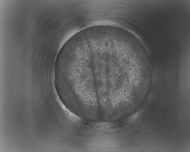 X0000076030999200610201822