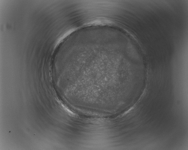 X0000076031018200610201821