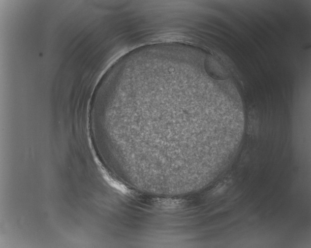 X0000076031039200610201822