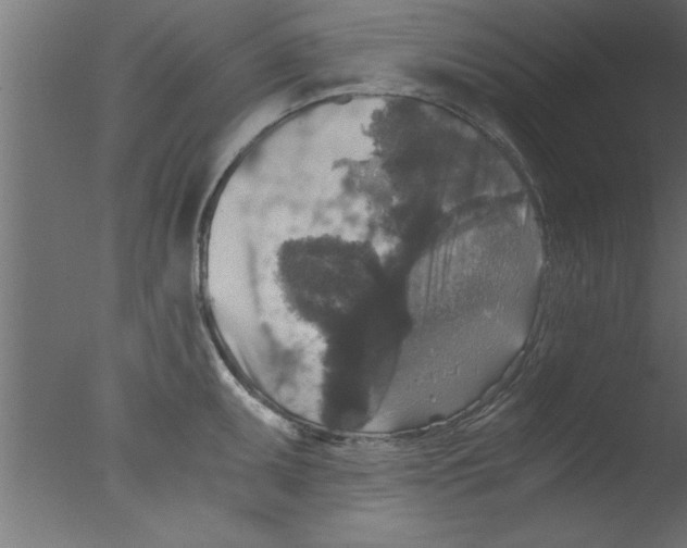 X0000076031095200610201821