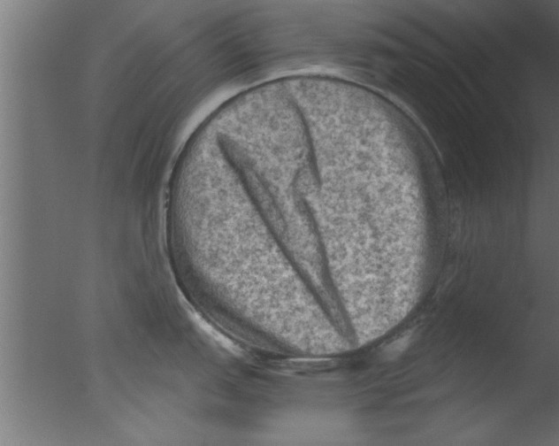 X0000076031151200610201820