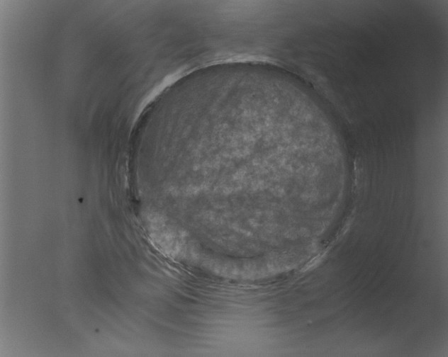 X0000076031165200610201819