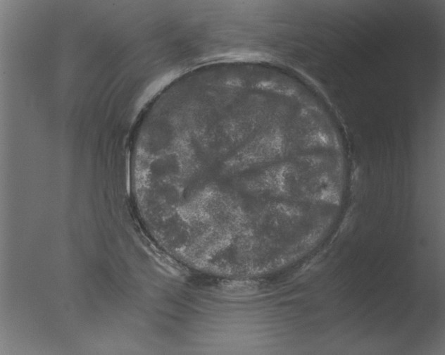 X0000076031171200610201819