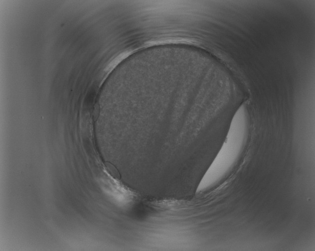 X0000076031177200610201819