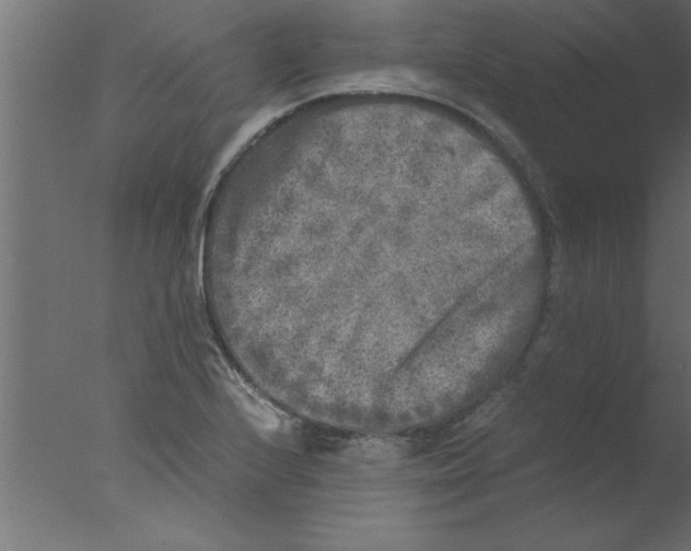 X0000076031224200610201818