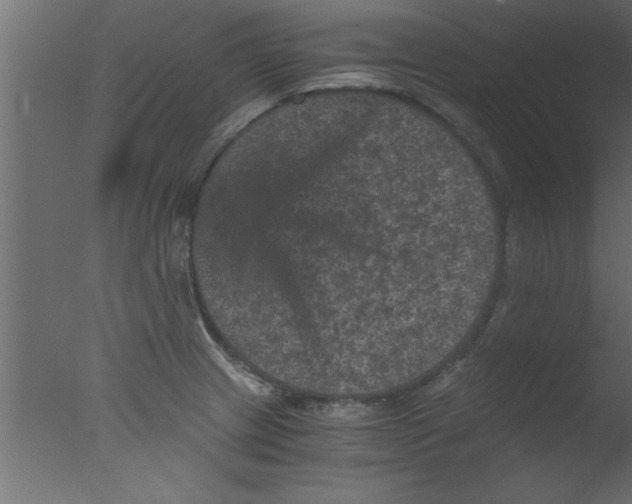 X0000076031233200610201818