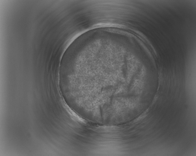 X0000076031244200610201819