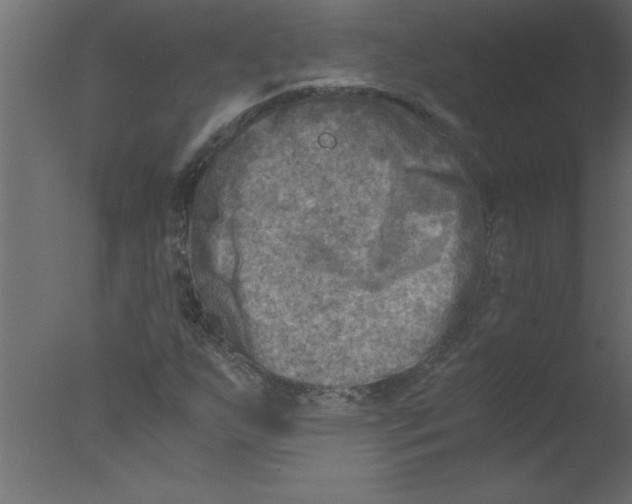 X0000076031255200610201818