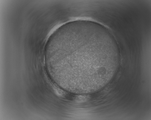 X0000076031271200610201818