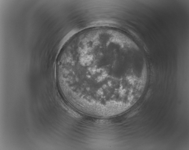 X0000076031275200610201817