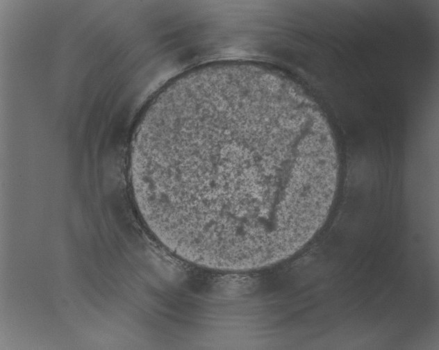 X0000076031314200610201817