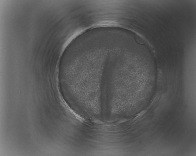 X0000076031325200610201817