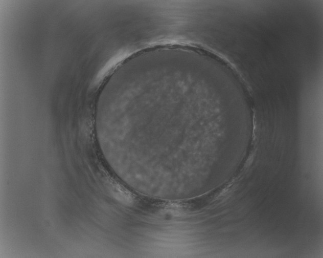 X0000076031359200610201816