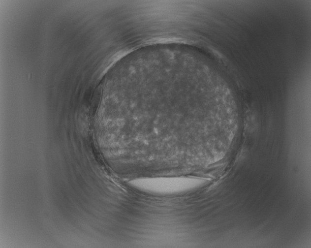 X0000076031361200610201816