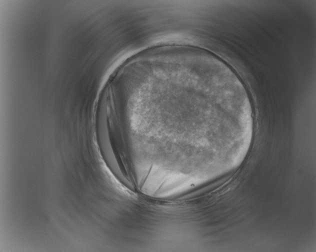 X0000076031392200610201815